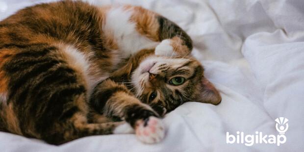 Kediler Uykusunda Neden Titrer?  Evcil Hayvanlar Kedi Bakımı